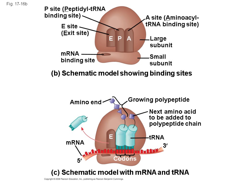 Fig. 17-16b P site (Peptidyl-tRNA binding site) A site (Aminoacyl- tRNA binding site) E